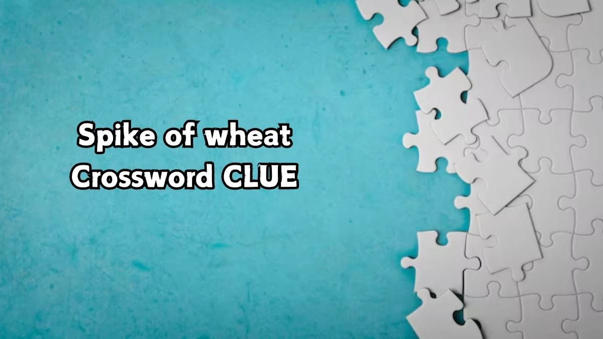 Spike of wheat Irish Daily Mail Quick Crossword Clue Puzzle Answer from September 07, 2024