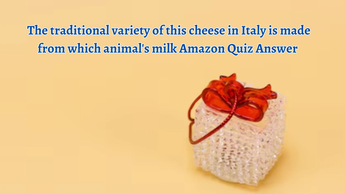 The traditional variety of this cheese in Italy is made from which animal's milk Amazon Quiz Answer Today September 24, 2024