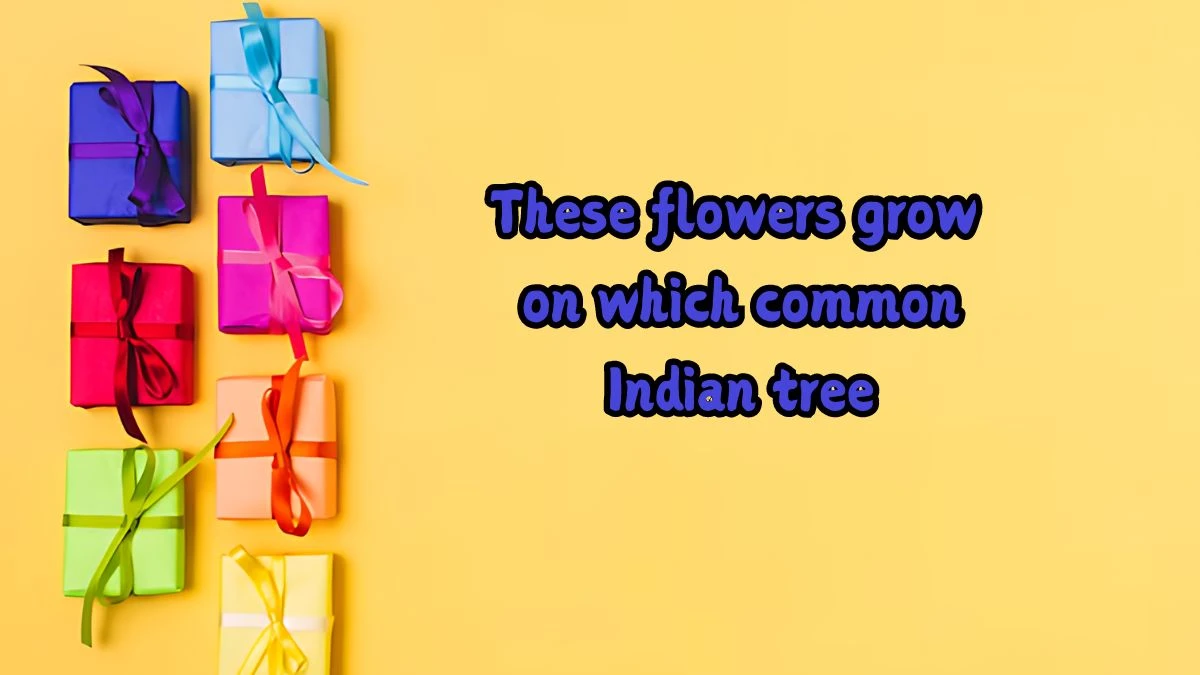 These flowers grow on which common Indian tree? Amazon Quiz Answer Today September 19, 2024