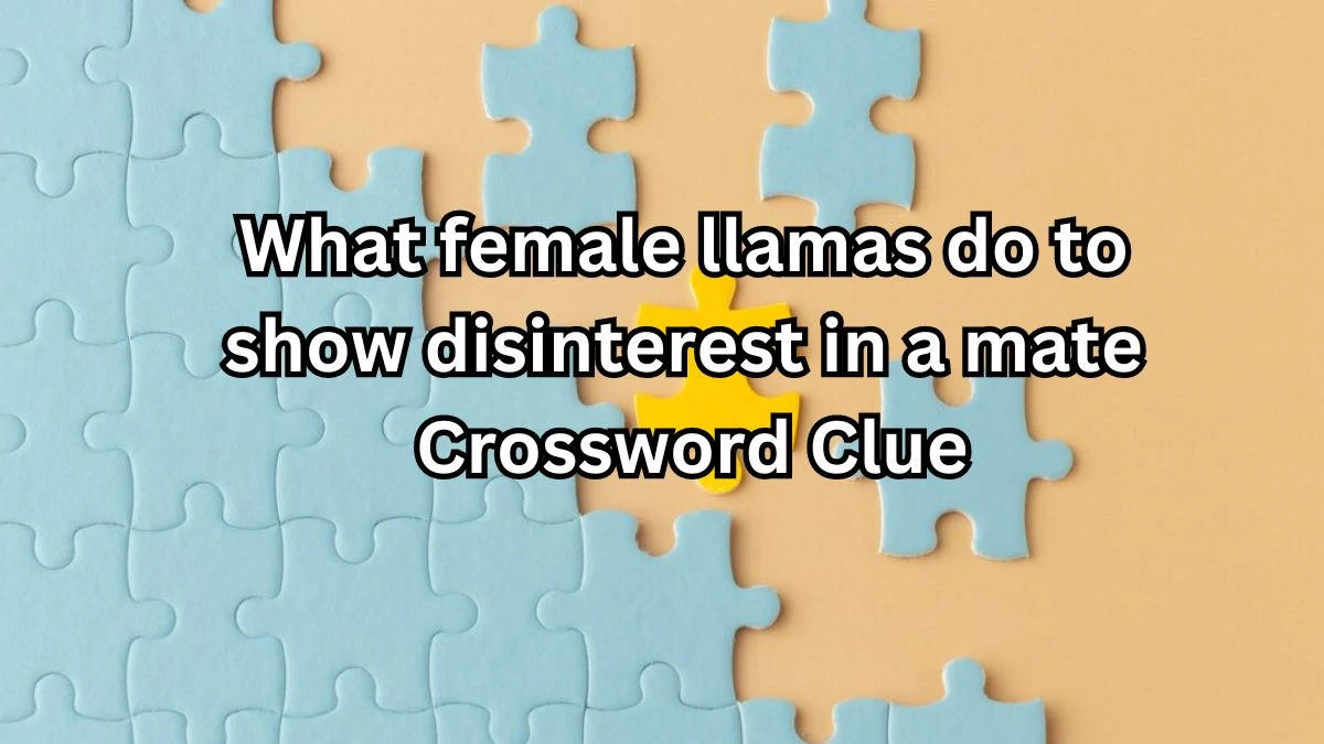 NYT What female llamas do to show disinterest in a mate Crossword Clue Puzzle Answer from September 06, 2024