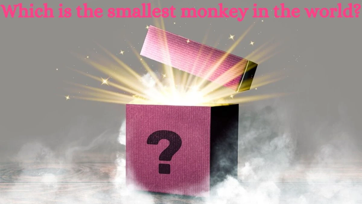 Which is the smallest monkey in the world? Amazon Quiz Answer Today September 02, 2024