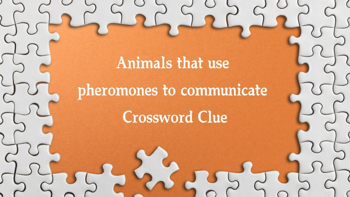 NYT Animals that use pheromones to communicate Crossword Clue Puzzle Answer from October 22, 2024