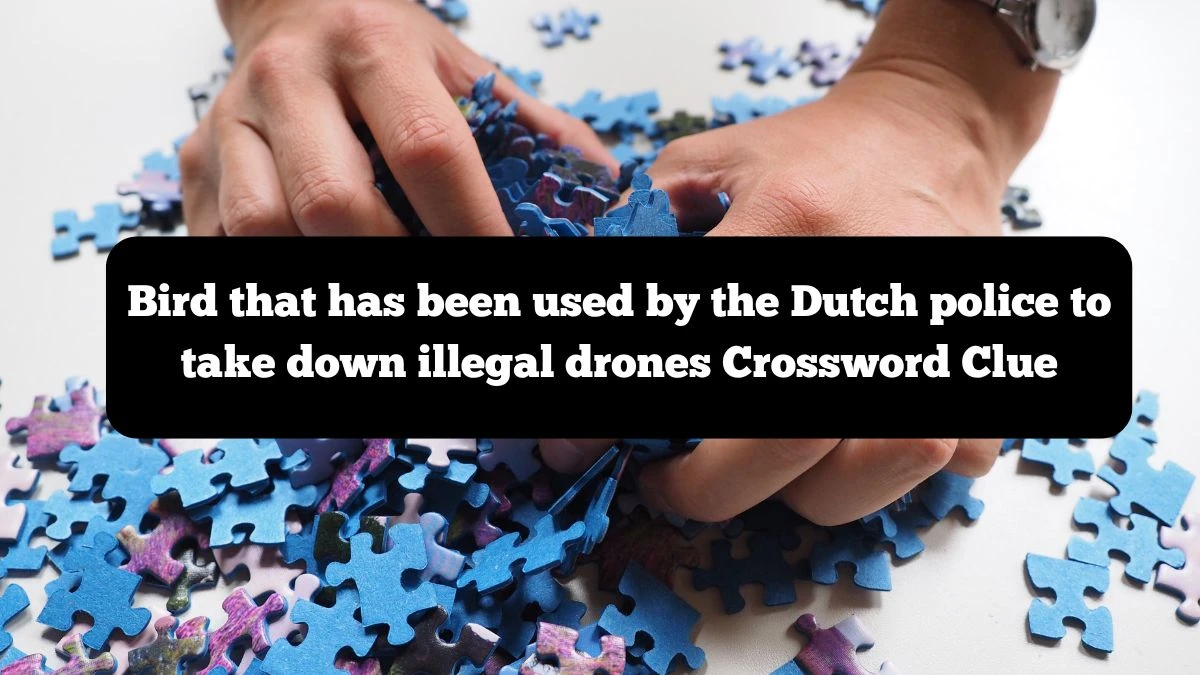 Bird that has been used by the Dutch police to take down illegal drones NYT Crossword Clue