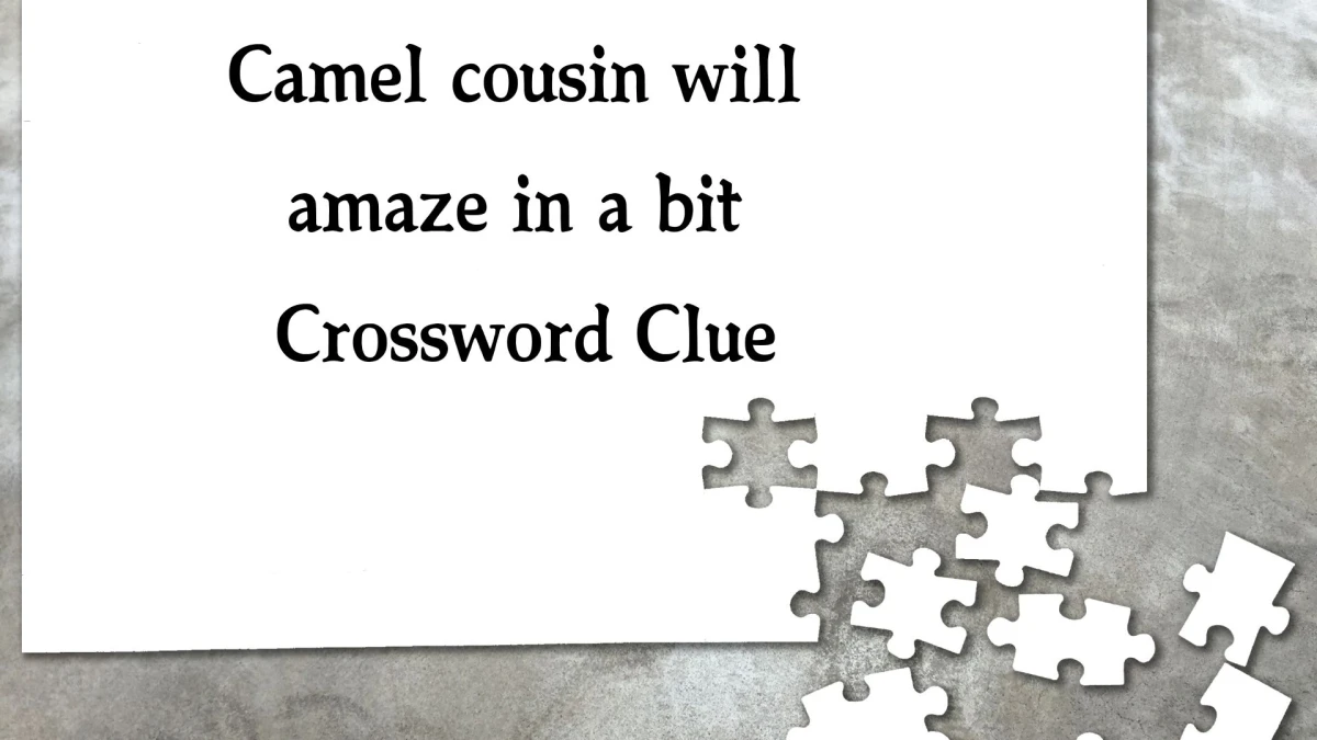 Camel cousin will amaze in a bit Crossword Clue Puzzle Answer from October 22, 2024