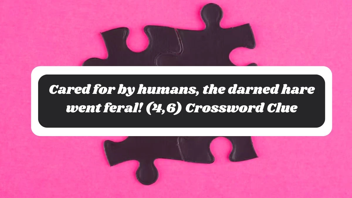 Cared for by humans, the darned hare went feral! (4,6) Crossword Clue Puzzle Answer from October 27, 2024