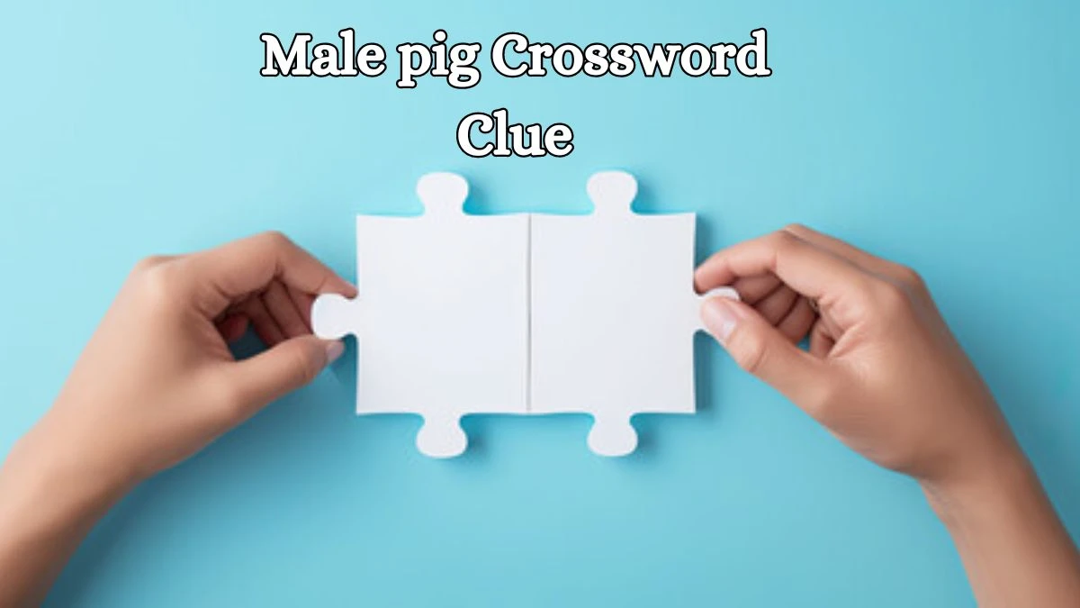 Male pig Irish Daily Mail Quick Crossword Clue Puzzle Answer from October 15, 2024