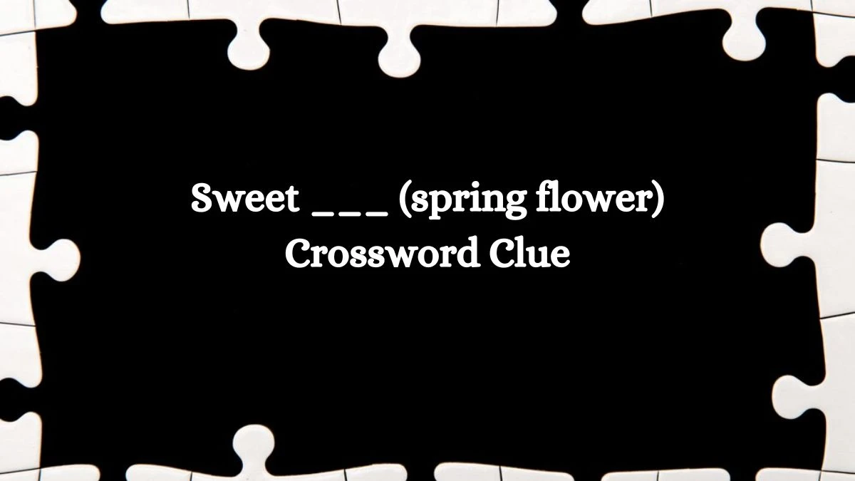 Daily Commuter Sweet ___ (spring flower) Crossword Clue 3 Letters Puzzle Answer from October 15, 2024