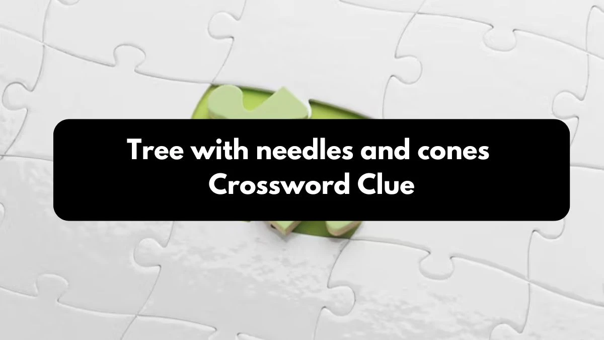 LA Times Tree with needles and cones Crossword Clue Puzzle Answer from October 24, 2024