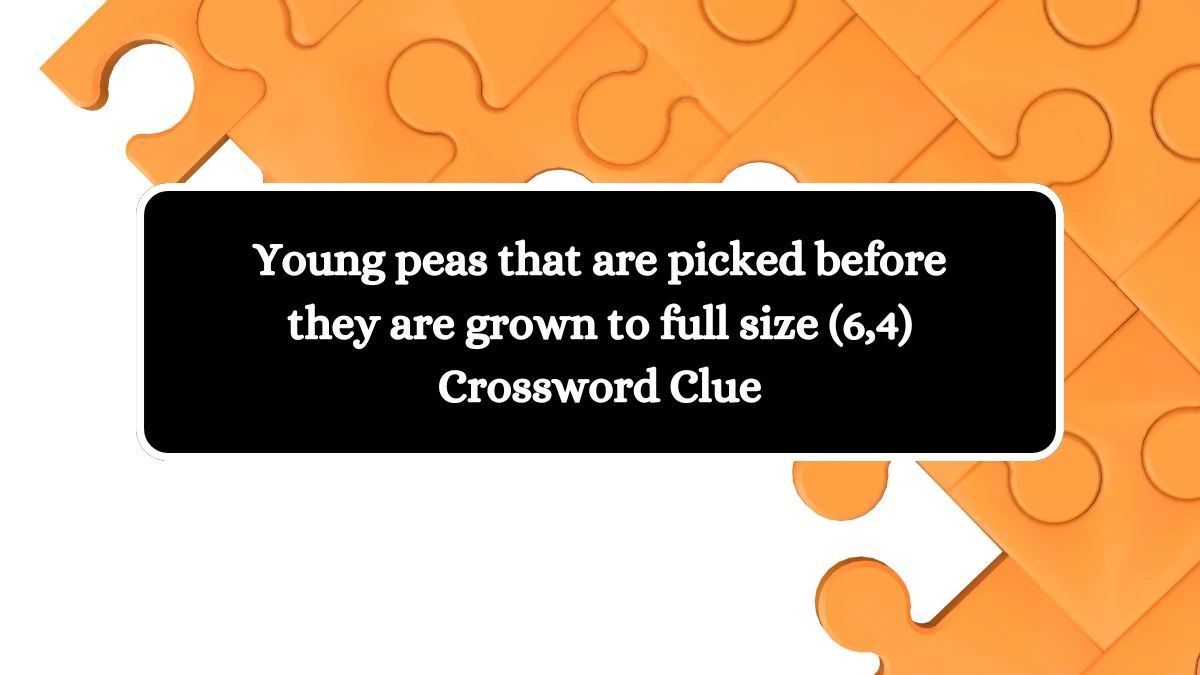 Young peas that are picked before they are grown to full size (6,4) Crossword Clue Puzzle Answer from October 11, 2024