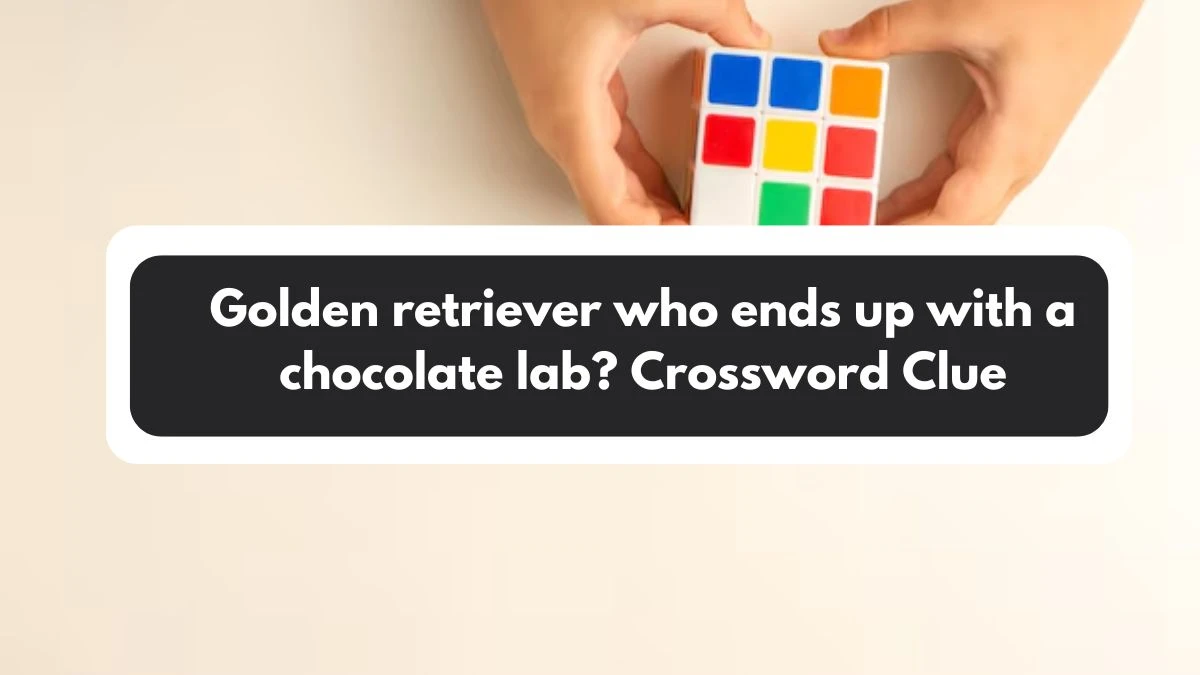 NYT Golden retriever who ends up with a chocolate lab? Crossword Clue Puzzle Answer from November 01, 2024