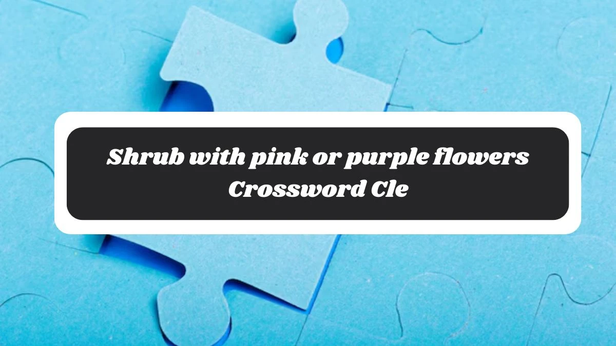 Shrub with pink or purple flowers Daily Commuter Crossword Clue Puzzle Answer from November 06, 2024