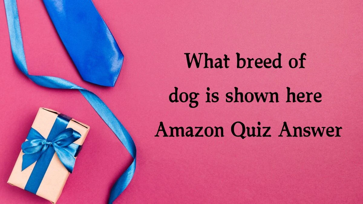 What breed of dog is shown here Amazon Quiz Answer Today November 04, 2024