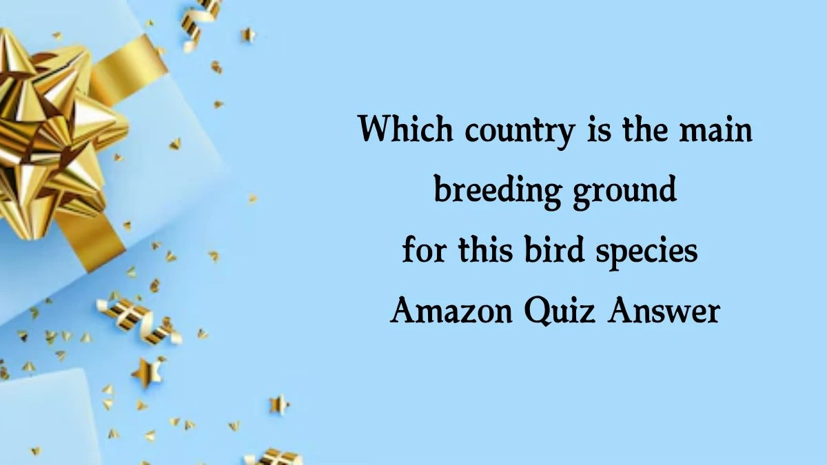 Which country is the main breeding ground for this bird species Amazon Quiz Answer Today November 12, 2024