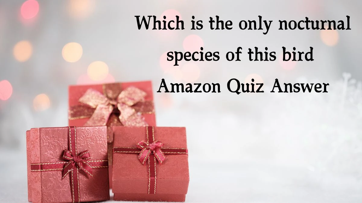 Which is the only nocturnal species of this bird Amazon Quiz Answer Today November 28, 2024