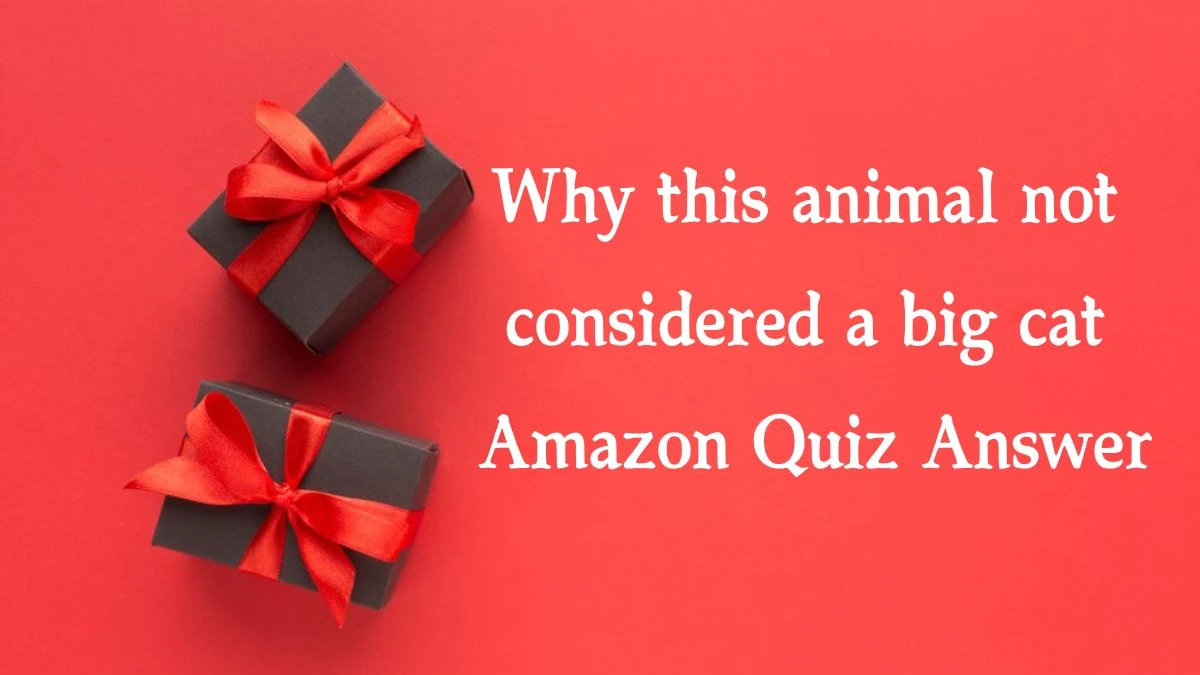 Why this animal not considered a big cat Amazon Quiz Answer Today