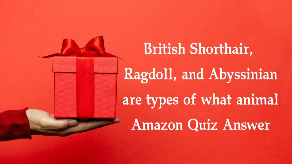 British Shorthair, Ragdoll, and Abyssinian are types of what animal Amazon Quiz Answer Today December 20, 2024