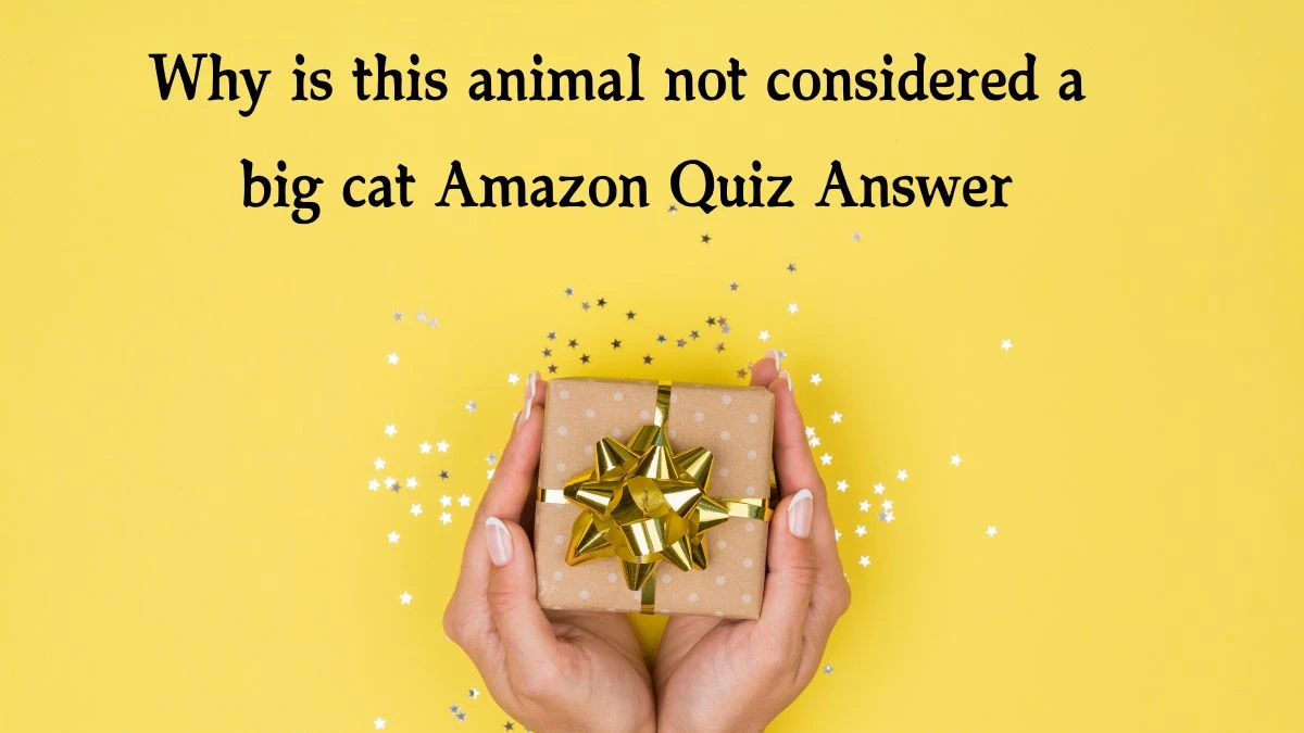 Why is this animal not considered a big cat Amazon Quiz Answer Today December 11, 2024