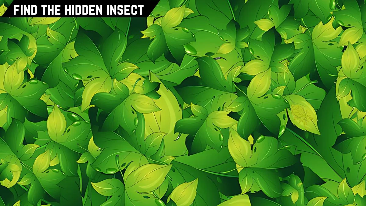 Optical Illusion IQ Test: Only 10 % People Can Spot the Hidden Insect in this Leaves Image in 8 Secs Optical Illusion IQ Test: Only 10 % People Can Spot the Hidden Insect in this Leaves Image in 8 Secs