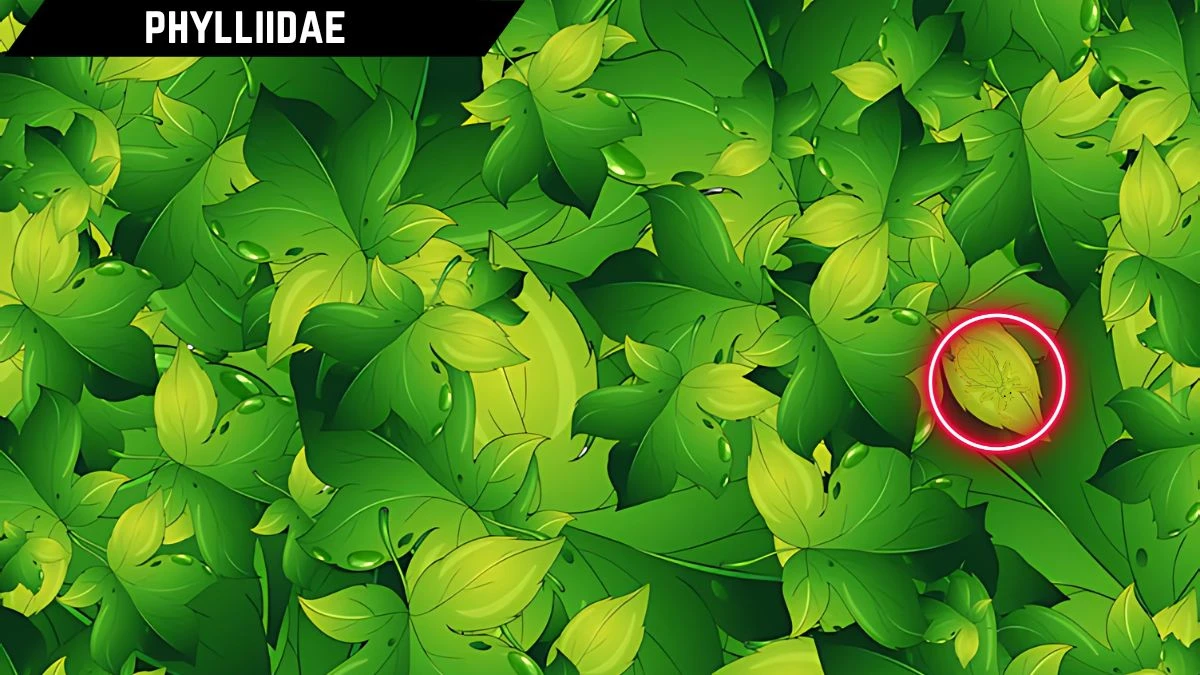 Optical Illusion IQ Test: Only 10 % People Can Spot the Hidden Insect in this Leaves Image in 8 Secs Optical Illusion IQ Test: Only 10 % People Can Spot the Hidden Insect in this Leaves Image in 8 Secs