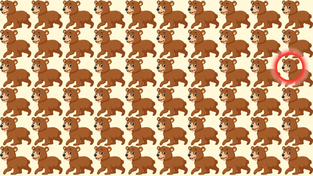 Find and Seek Puzzle: Find the Odd Bear in 7 Secs Brain Teaser image
