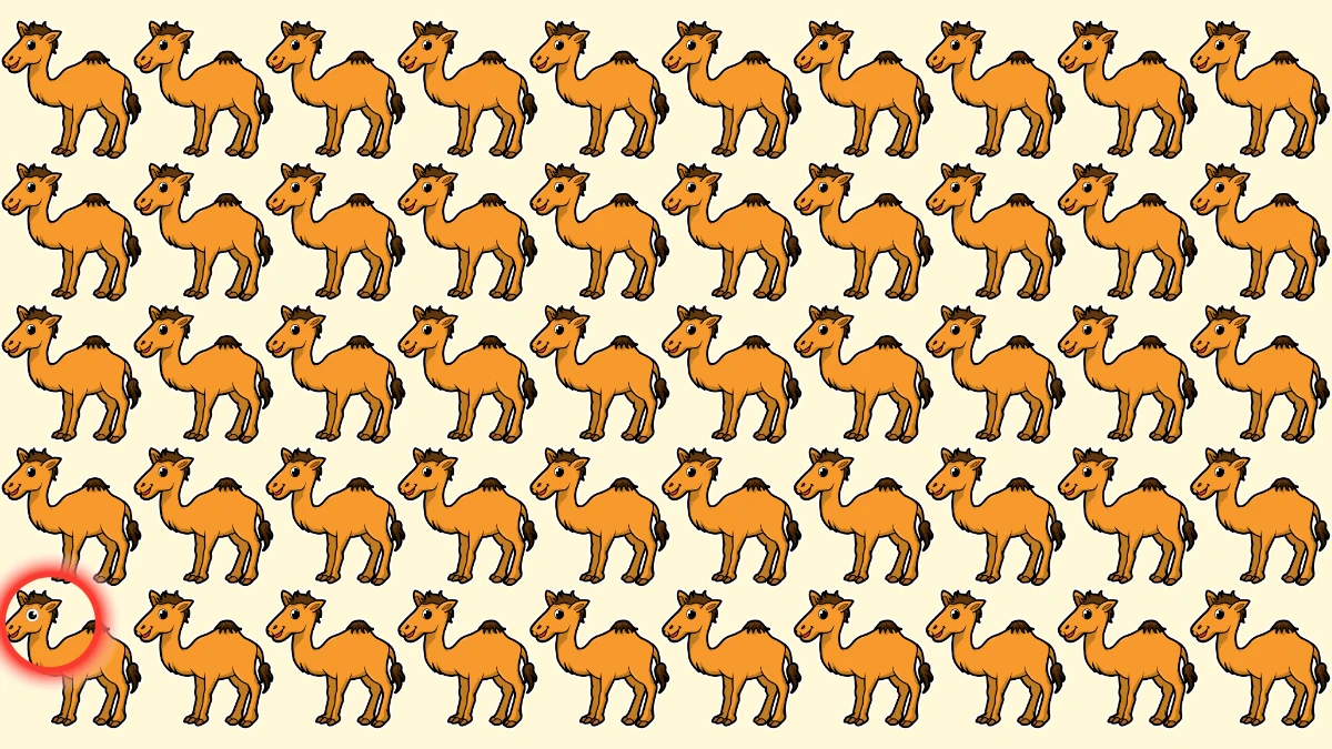 Seek and Find Puzzle: Can you Find the Odd Camel in 6 Secs