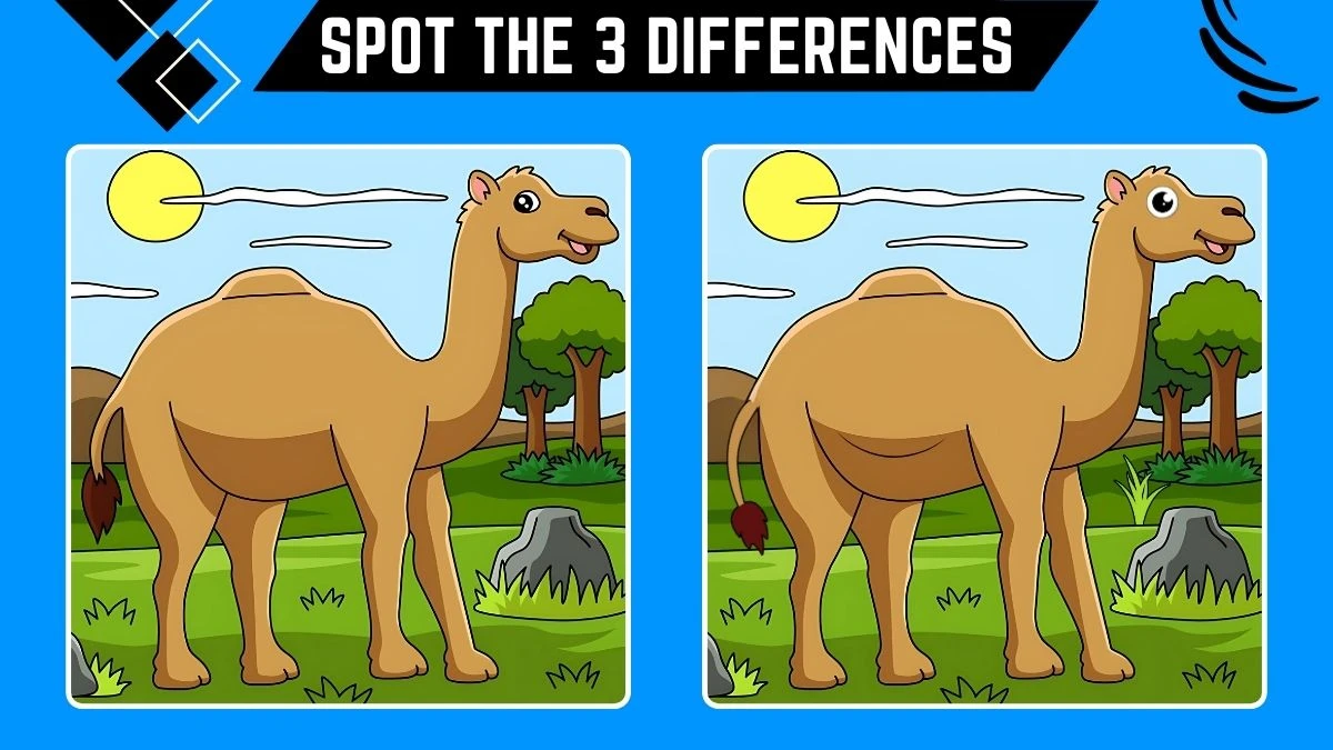 Optical Illusion Spot the 4 Differences: Only People with 4k Vision Can Spot the 4 Differences in this Camel Image in 10 Secs