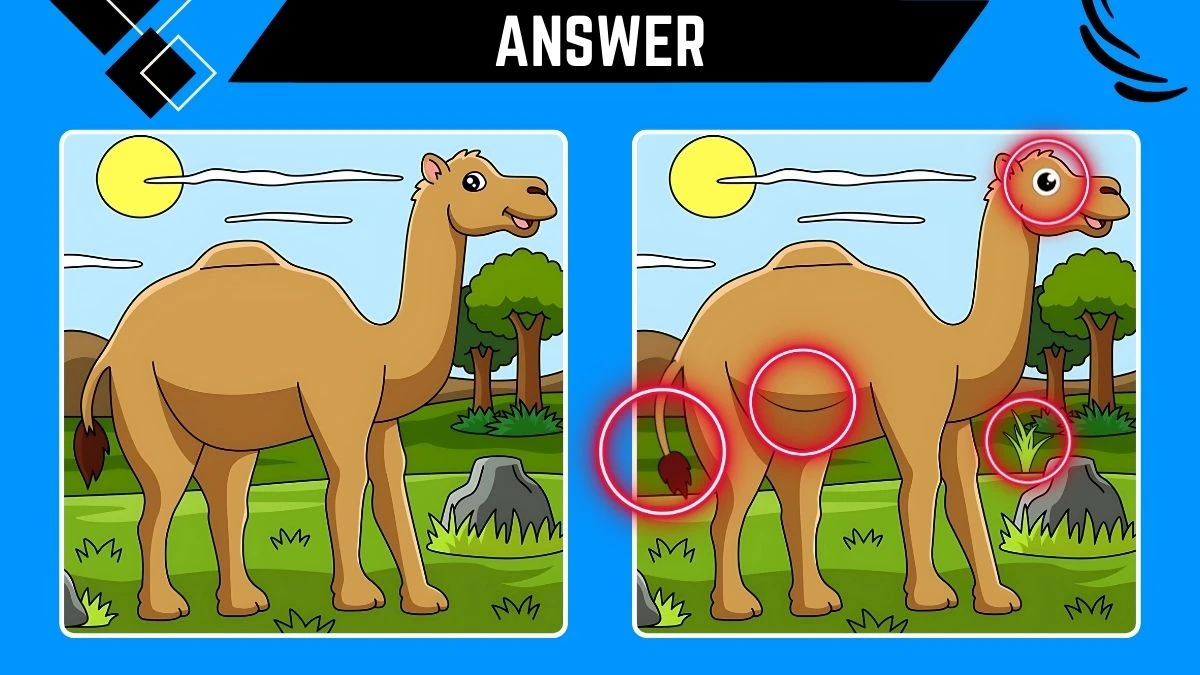 Optical Illusion Spot the 4 Differences: Only People with 4k Vision Can Spot the 4 Differences in this Camel Image in 10 Secs Optical Illusion Spot the 4 Differences: Only People with 4k Vision Can Spot the 4 Differences in this Camel Image in 10 Secs