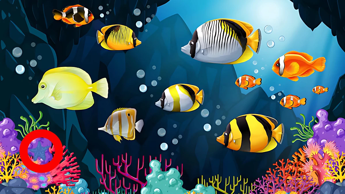 Optical Illusion: केवल तेज दृष्टि वाले लोग ही 7 सेकंड में छिपी हुई स्टारफिश को पहचान सकते हैं Optical Illusion image