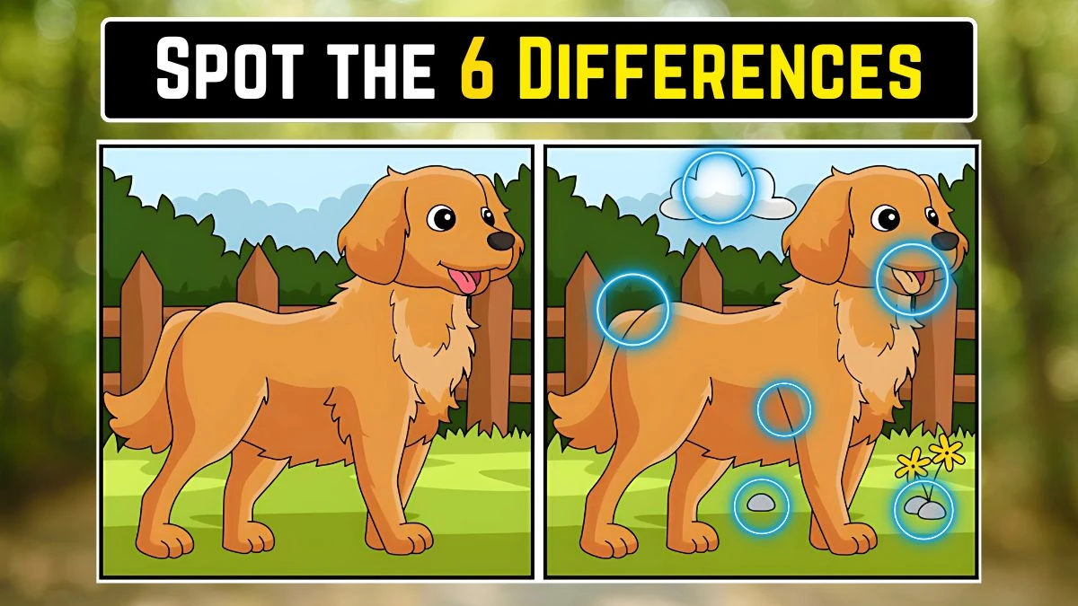 Optical Illusion Spot the Difference Game: केवल एक्स-रे विजन वाले लोग ही 15 सेकंड में इस कुत्ते की छवि में 6 अंतर पहचान सकते हैं Optical Illusion Spot the Difference Game: केवल एक्स-रे विजन वाले लोग ही 15 सेकंड में इस कुत्ते की छवि में 6 अंतर पहचान सकते हैं