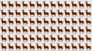 Optical Illusion: 6 सेकंड में उस घोड़े को खोजें जो आपके लिए उपयुक्त नहीं है