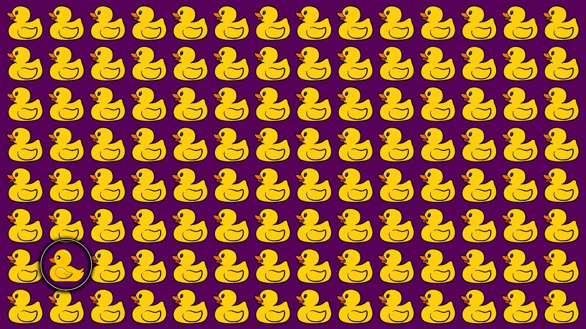 Optical Illusion: 6 सेकंड समाप्त होने से पहले अजीब बत्तख को खोजें! Optical Illusion: 6 सेकंड समाप्त होने से पहले अजीब बत्तख को खोजें!