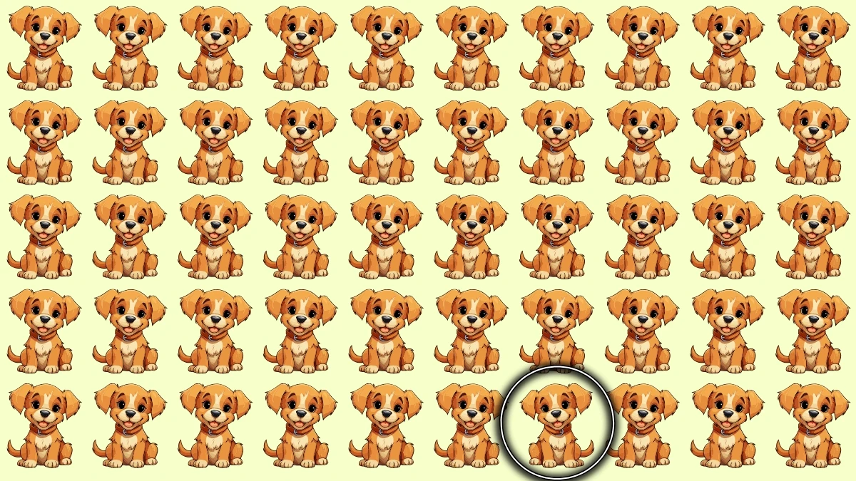 Brain Teaser: 7 सेकंड में अजीब कुत्ते को पहचानें