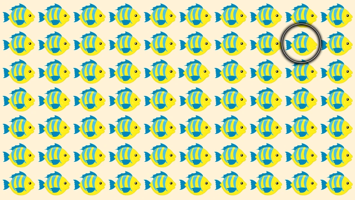 Brain Teaser: 9 सेकंड में अजीब मछली पहचानें Brain Teaser: 9 सेकंड में अजीब मछली पहचानें