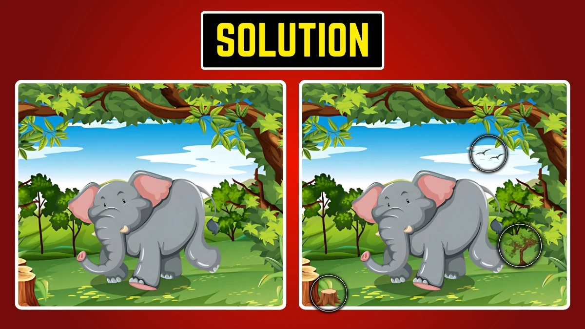 Optical Illusion: Can You Spot the 3 Hidden Differences?