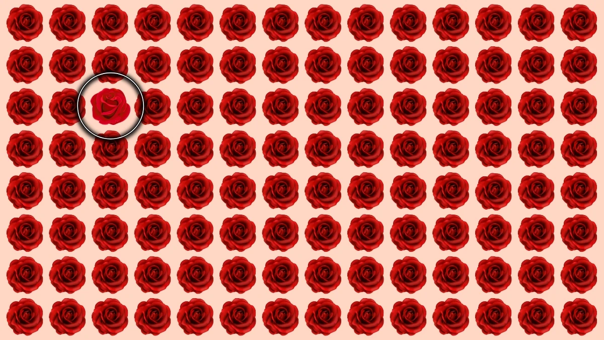 Optical Illusion: अपनी आँखों को चुनौती दें और अलग गुलाब खोजें Optical Illusion: अपनी आँखों को चुनौती दें और अलग गुलाब खोजें