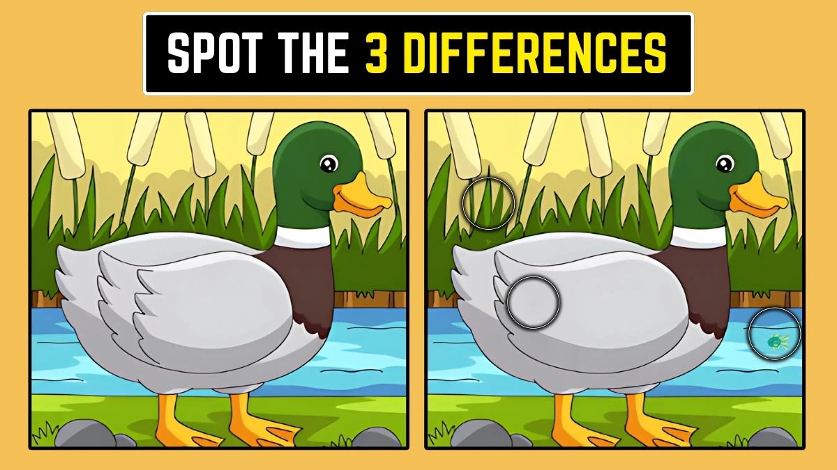 Optical Illusion: केवल 6 सेकंड में 3 अंतर पहचानें!