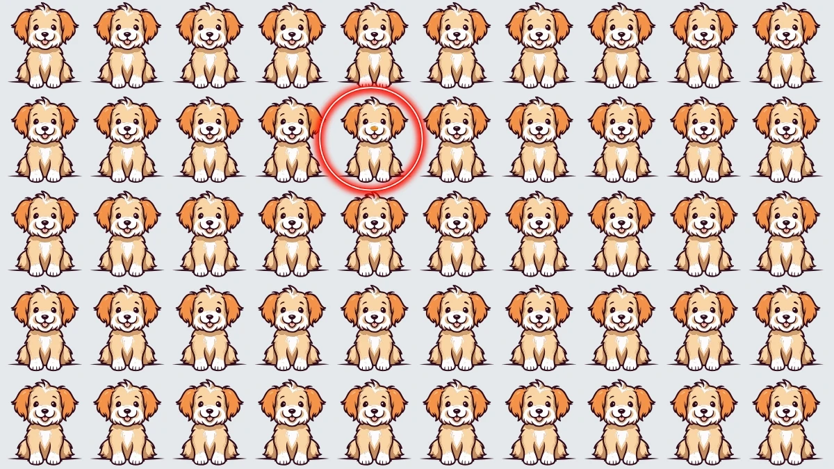 Optical Illusion: समय समाप्त होने से पहले अजीब कुत्ते को पहचानें! Optical Illusion: समय समाप्त होने से पहले अजीब कुत्ते को पहचानें!