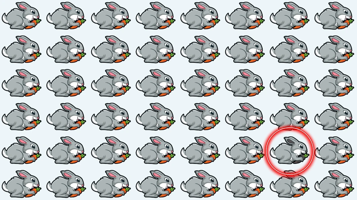 Brain Teaser: Challenge Your Eyes to Find the Odd Rabbit Brain Teaser: Challenge Your Eyes to Find the Odd Rabbit