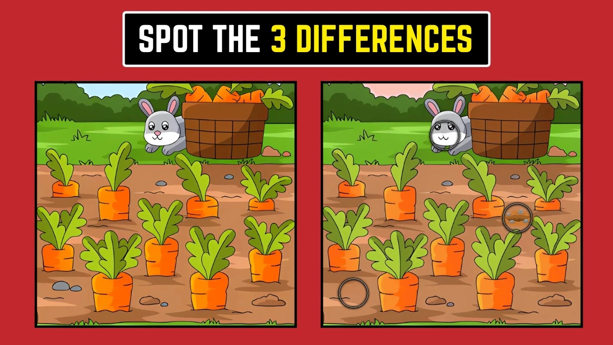 Brain Teaser: Spot the 3 Differences Challenge Brain Teaser: Spot the 3 Differences Challenge