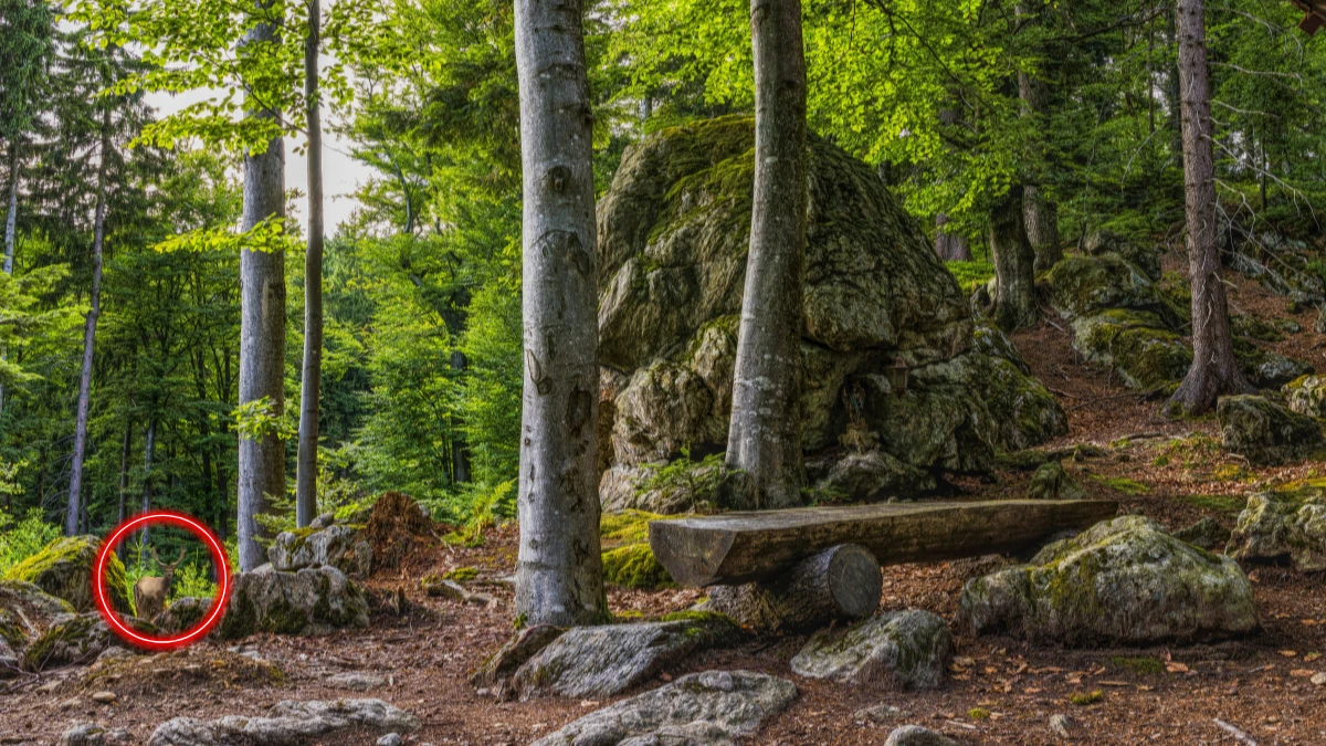 Optical Illusion: Only X-Ray Vision people Can Spot the Hidden Deer in 6 Secs Optical Illusion: Only X-Ray Vision people Can Spot the Hidden Deer in 6 Secs