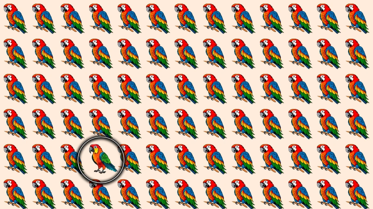 Brain Teaser: Can You Find the Odd Bird in Just 6 Seconds?