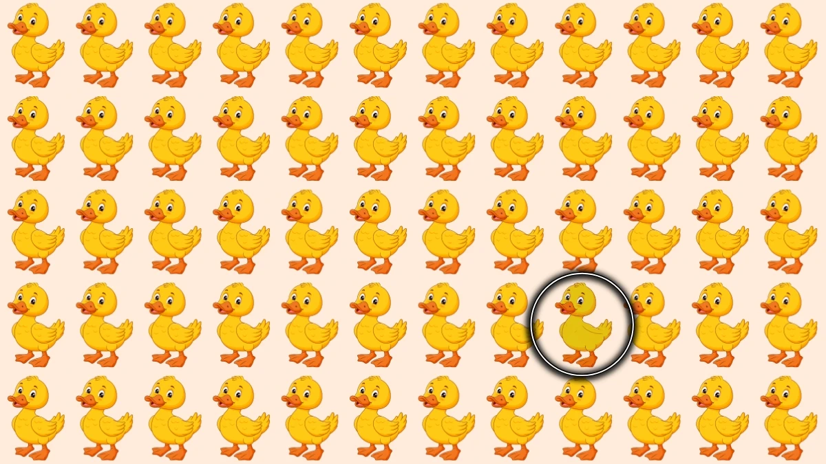 Brain Teaser: Can You Find the Odd Duck in 6 Seconds?