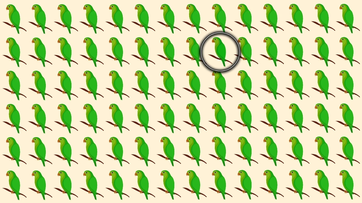Brain Teaser: Can You Identify the Odd Parrot in 5 Seconds?