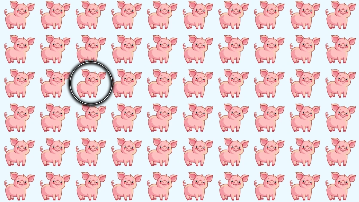 Optical Illusion: Challenge Your Eyes to Find The Odd Pig in 6 Seconds Optical Illusion: Challenge Your Eyes to Find The Odd Pig in 6 Seconds