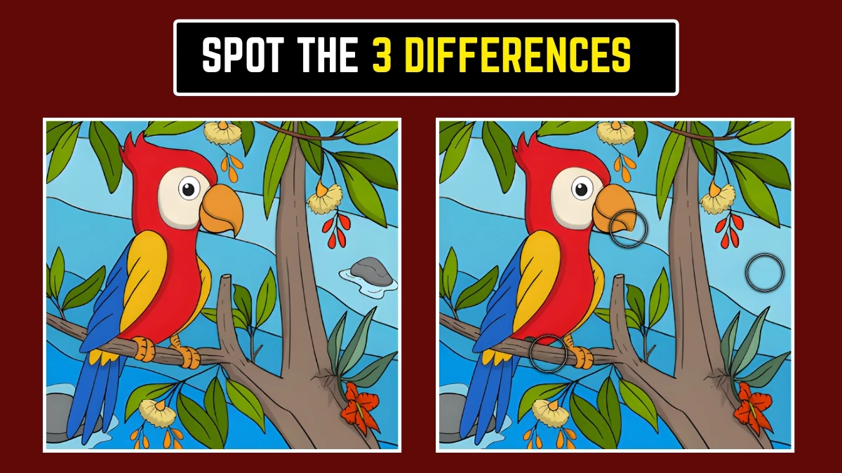 Optical Illusion: Only Sharp Eyes Will See These 3 Differences