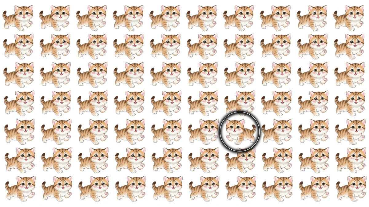 Optical Illusion: Challenge Yourself to Spot the Different Cat in 5 Seconds