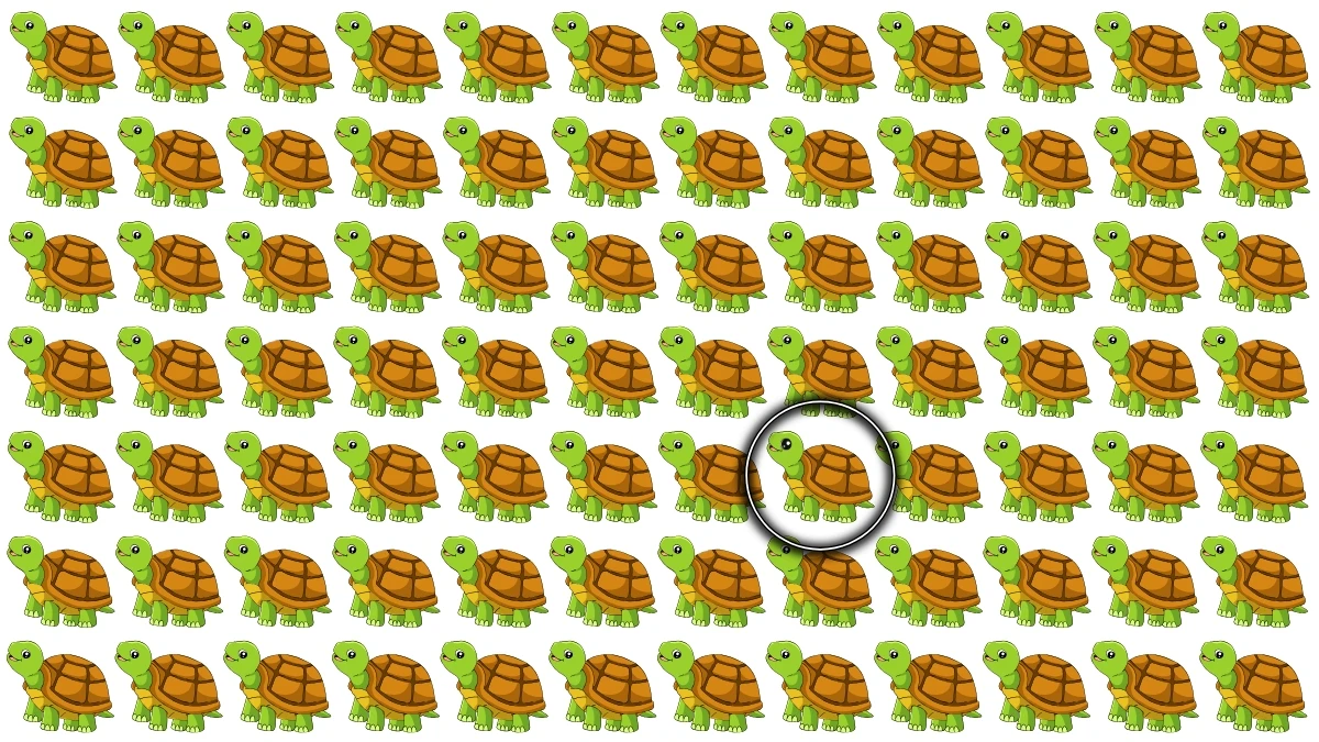 Optical Illusion: Challenge Yourself to Spot the Different Turtoise in 8 Seconds Optical Illusion: Challenge Yourself to Spot the Different Turtoise in 8 Seconds